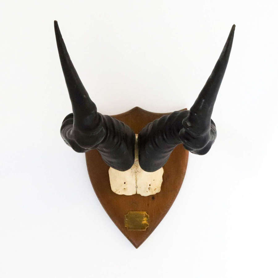 South Africa c.1920 Hartebeest horns on shield aka Kongoni or Kama