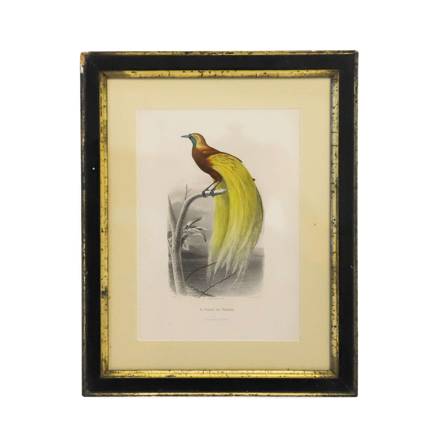 French circa 1890 Hand Coloured Engraving of Bird of Paradise